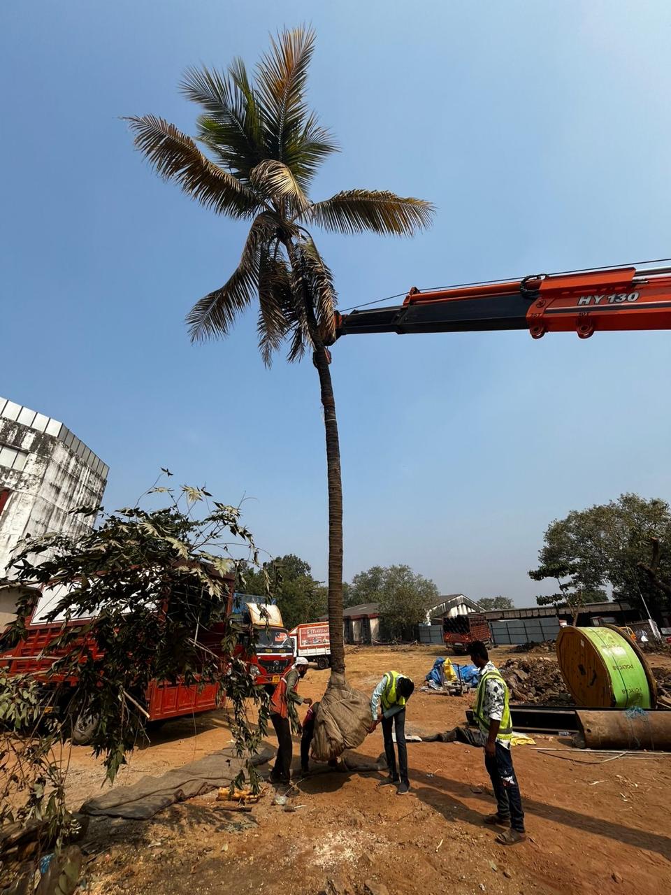 Big Tree Transplanting Services