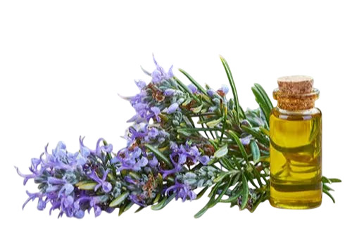 Rosemary Oil - 40% Purity, 24 Months Shelf Life | Fresh Herbal Aroma, Hair and Scalp Care, Natural Chemical-Free