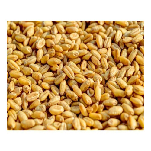 40 Kg Karan Vandana Natural Wheat Seeds - Brown, Packet, Food Grade | Sun Dried, 2 Years Shelf Life