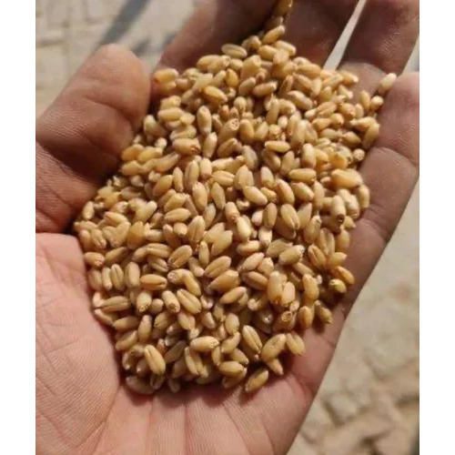 Hd 3086 Wheat Seed - Natural Brown, Packet | Sun Dry, Food Grade, 2 Years Shelf Life