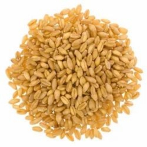 Organic Lokwan Wheat