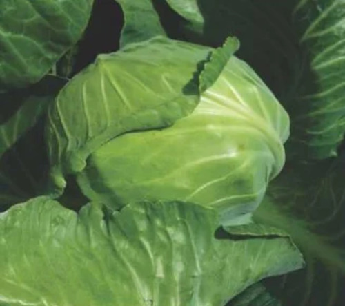 Fresh Cabbage - 50 kg, Chopped Round Shape | Cooked Style, Shelf Life 7-10 Days, Store in Cool & Dry Places