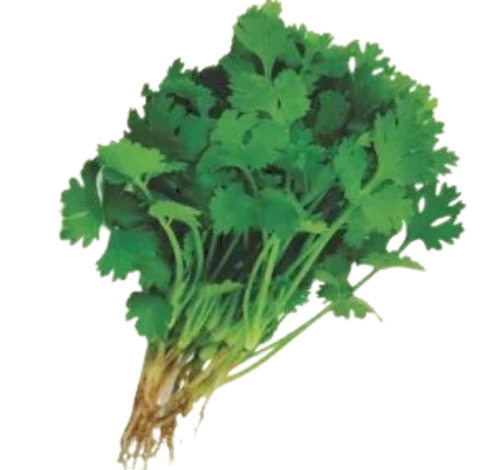 Fresh Coriander Leaves - 50 kg, Chopped Pieces | Cool & Dry Storage, Cooked Style