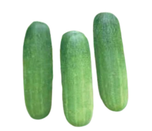 Fresh Cucumber - 50 kg, Chopped | Cultivated, Elongated Shape, Cooked Style, Shelf Life 7-10 Days