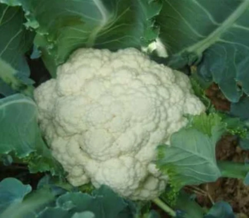 Natural Fresh Cauliflower - 50 kg Chopped Cooked Style | Round Shape Shelf Life 7-10 Days