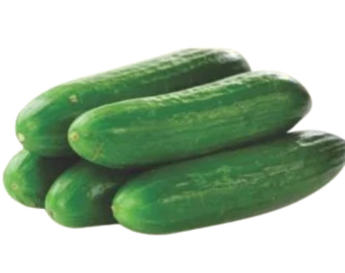 Natural Fresh Cucumber
