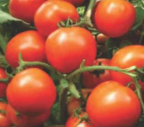 Natural Fresh Tomato - 50 kg Chopped Round Cooked Style | Common Cultivation Shelf Life 7-10 Days