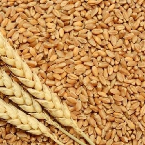 Wheat Seeds