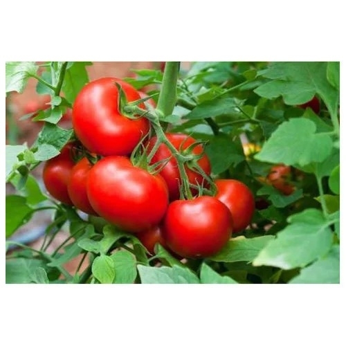 Sruthi Tomato Seed
