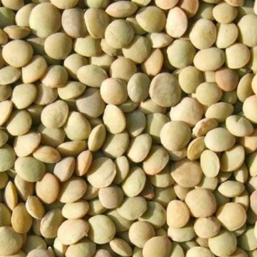 Whole Masoor Lentils - Sun Dried, Whole, 99.5% Purity | Natural, High Protein, Fiber Rich, Gluten Free, Sustainable