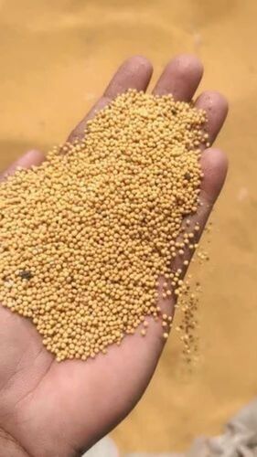 Mustard Seeds - Brown Yellow Aromatic Dry Seeds Nutrient Rich Admixture â¤2%