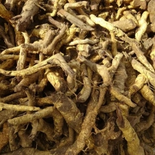 Natural Salacia Root - Salacia Material Off White Dried Herbs Poly Pack 100% Purity Stored in Dry Place