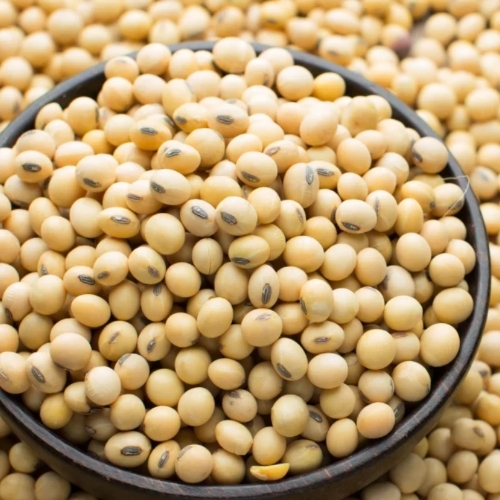 Soyabeen seeds