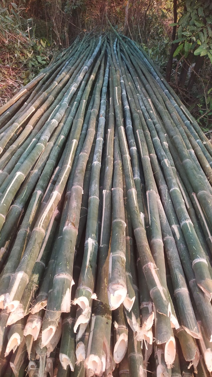 24 Feet Super Bamboo Pole