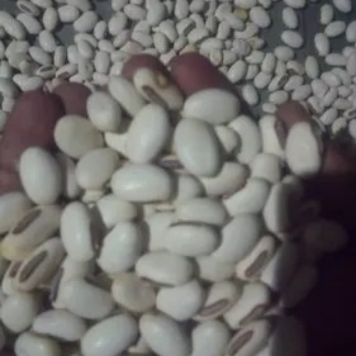 Kaunch Seeds (Mucuna Pruriens)