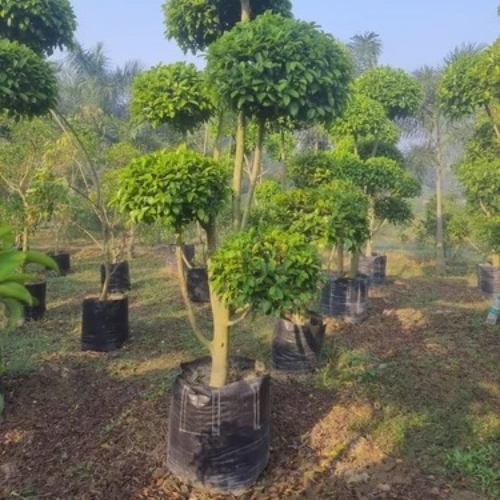Latusa Tapori Bonsai Plant