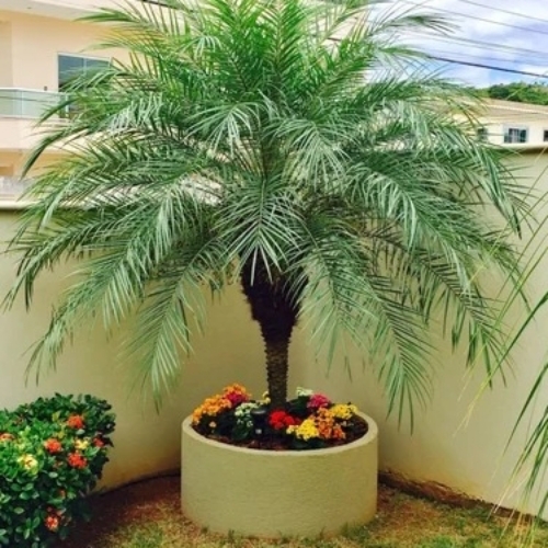 Phoenix Dactylifera Plant