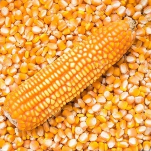 Yellow Corn Maize