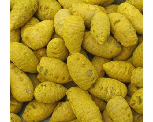 Yellow Turmeric Bulb