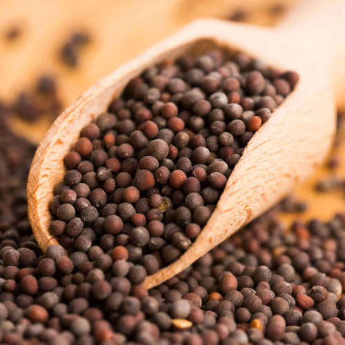Black Mustard Seed - Moisture (%): No