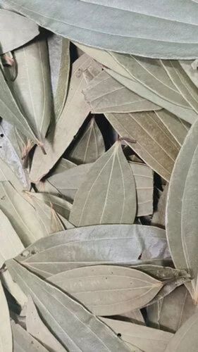 Bay Leaf - Color: Green