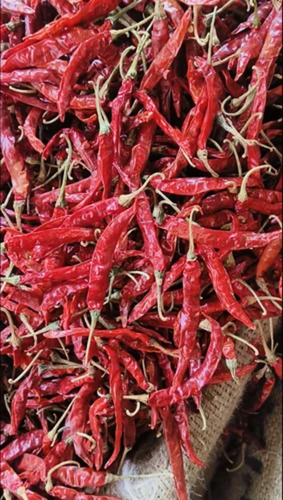 Loose Dried Red Chilli - Flavor: Natural