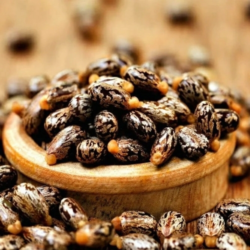 Natural Castor Seed