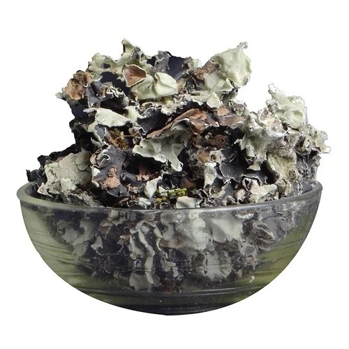 Black Stone Flower Kalpasi