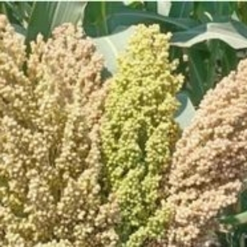 Sorghum Grain Seeds - Yellowish-Green Food Grade Fruit Seeds, Nutritious Versatile Use Hygienically Packed