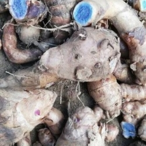 Kali Haldi Black Turmeric