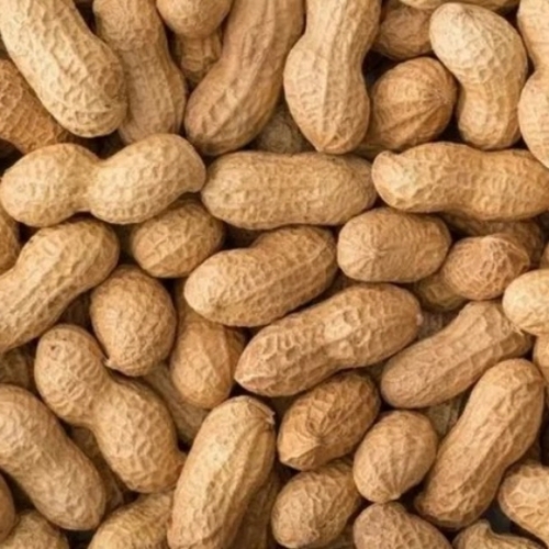 Ground Nut