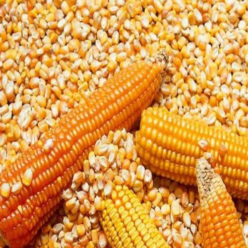 Corn (Maize) - Color: Yellow