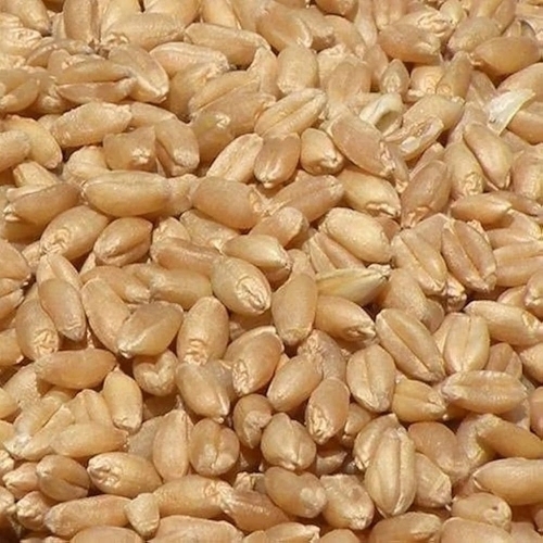 Loose Wheat Grain