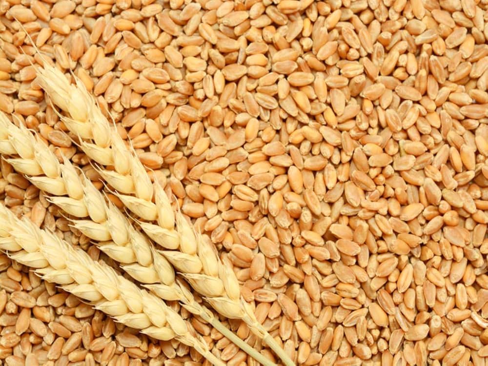 Wheat (Bulk)