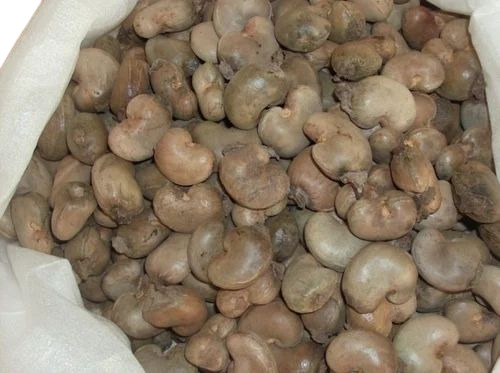 Raw Cashew Nut