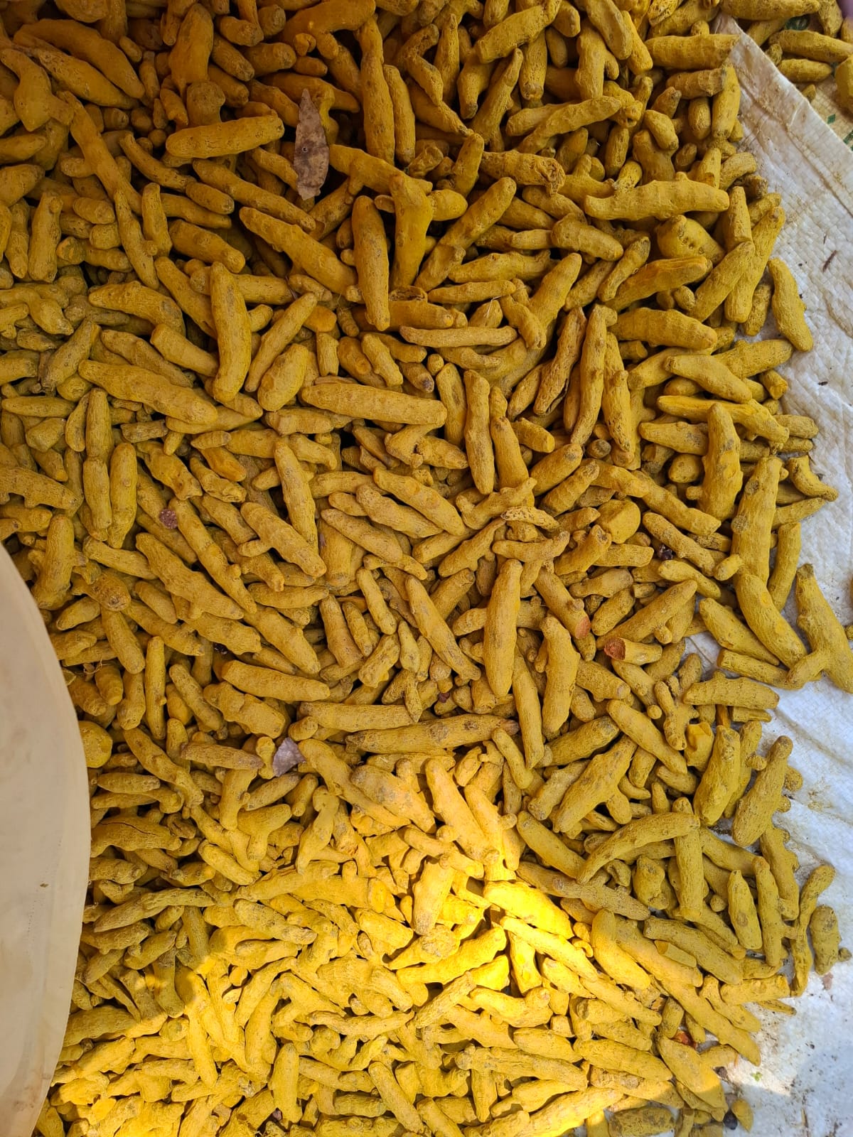 Turmaric Finger - Color: Yellow To Orange