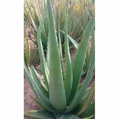 Aloevera Plant