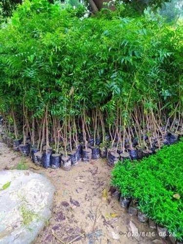 Deshi Neem Plant