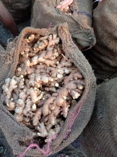 Hybrid Ginger Seeds - 50g Green, Gunny Bag Packaging | Grade A, 100% Pure Vegetable Seeds