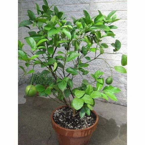 Kagzi Baramasi Buti Hybride Lemon Plant - Organic Yellow Citrus Fruit, Full Sun Exposure, Carton Box Packaging, Green Leaves Plant