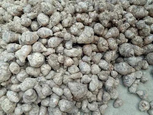Kali Haldi Seed - Black Rhizome, Finger Form, 25 Kg Gunny Bag | Black Color, Grade A, 100% Purity, Vegetable Seeds