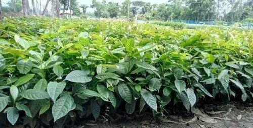 Mahogany Plant - Swietenia Timber, Straight Grained Reddish Brown | Green Leaves Plant