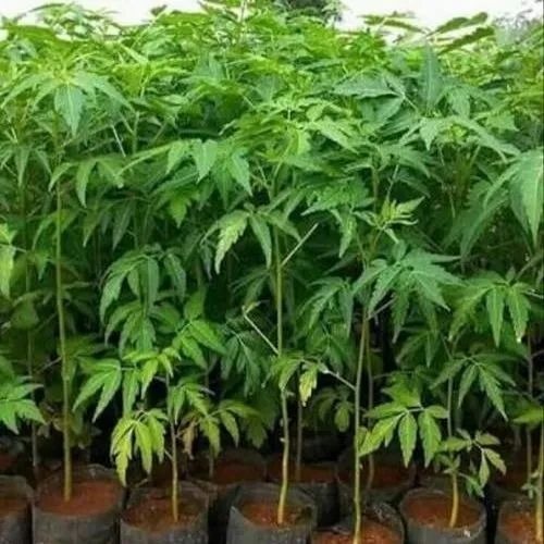 Malabar Neem Plant - 2.5 to 5 Fit Green Medicinal Plant, Leaves | Jai Krishak Agriplant