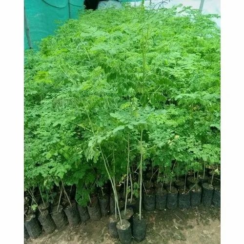 Moringa Plant