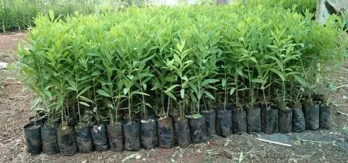 Red Chandan Plant - Santalum album, Well-Drained Red Soils, Full Sun Exposure | Green Leaves Plant