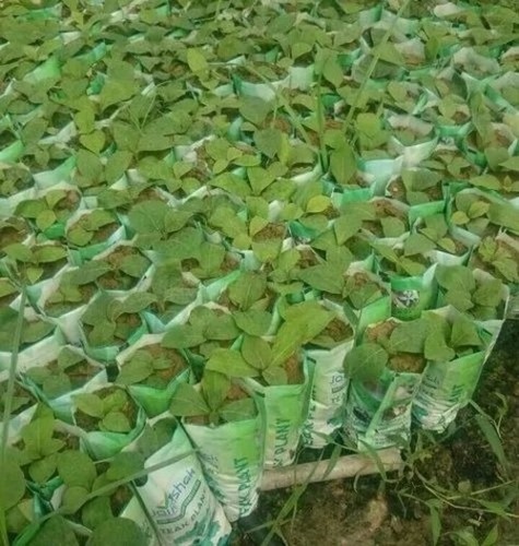 Tc Teak Plant