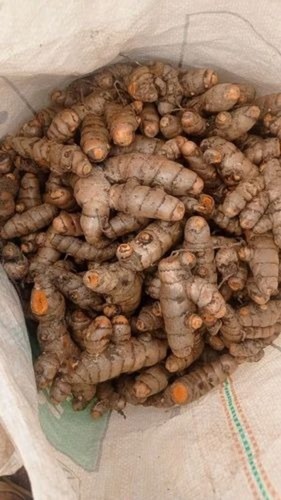 Yellow Haldi Seeds Pragati