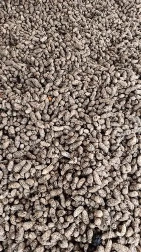 Yellow Salem Turmeric Seeds - Natural Yellow, 50 Kg | Grade A, 100% Pure Vegetable Seeds