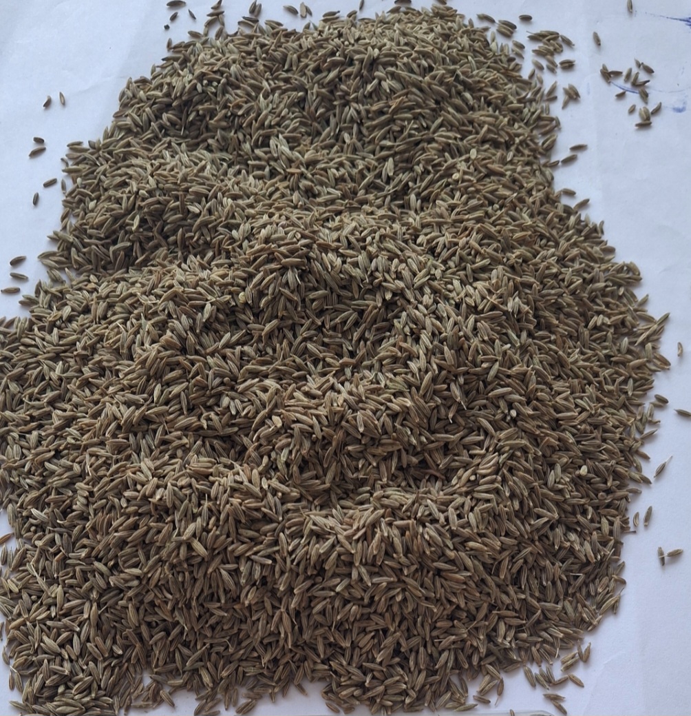 Cumin seeds