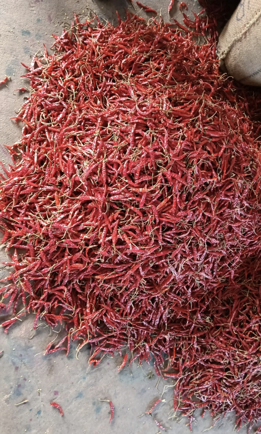 Dried Teja Red Chilli